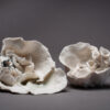 image2 7 | Terre et Terres | Exposition | Accueil | Article | Terre et Terres | 12 février 2025