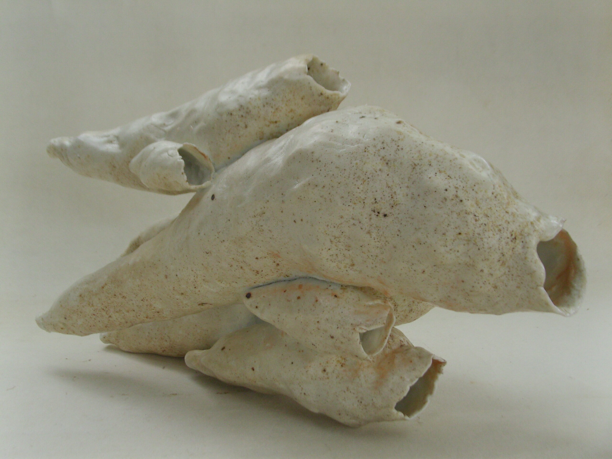 SNB18297 scaled | Manon Berthellot | "Cétacéa" | Produit | 400,00 € | "Cétacéa" Porcelaine modelée, pièce unique, cuisson au bois à 1300°, 50h, Four Anagama. Dépôt de cendres naturel. | Manon Berthellot | Terre et Terres | 29 août 2025