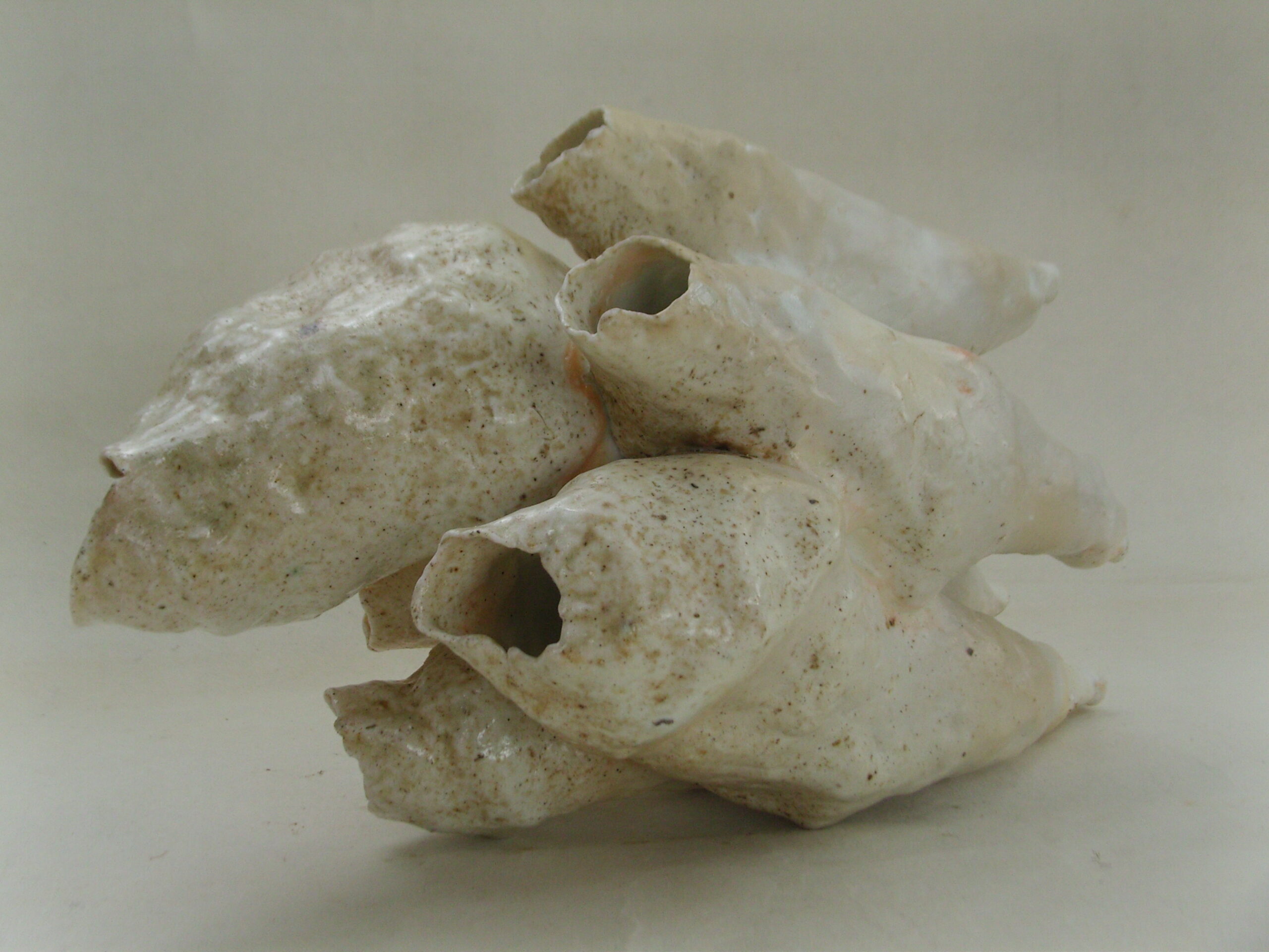 cétacea