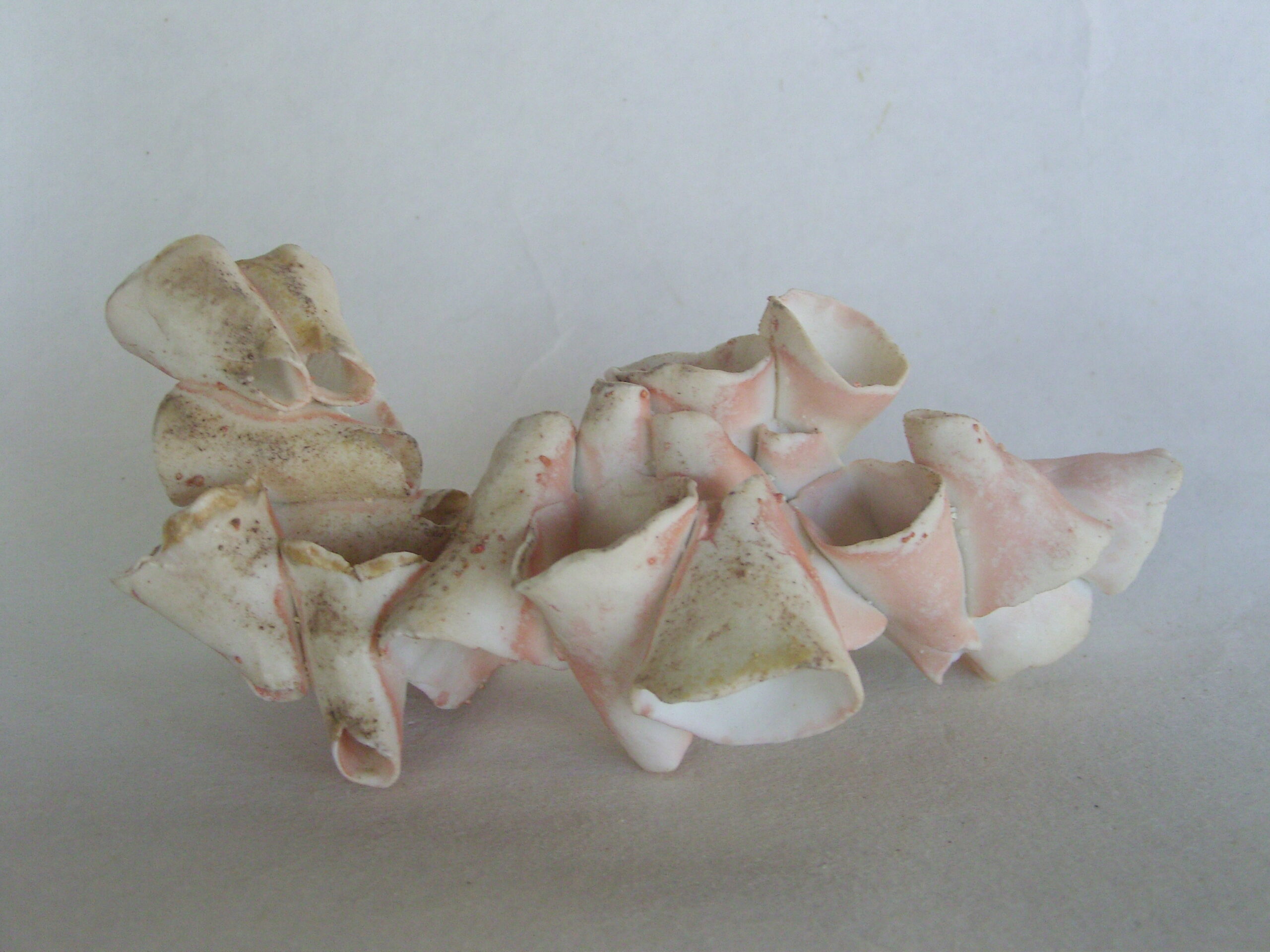 SNB11039 scaled | Manon Berthellot | Pézizes | Produit | 60,00 € | Pièce unique modelée en porcelaine, cuisson au bois, 1300°, cendres naturelles | Manon Berthellot | Terre et Terres | 26 novembre 2022