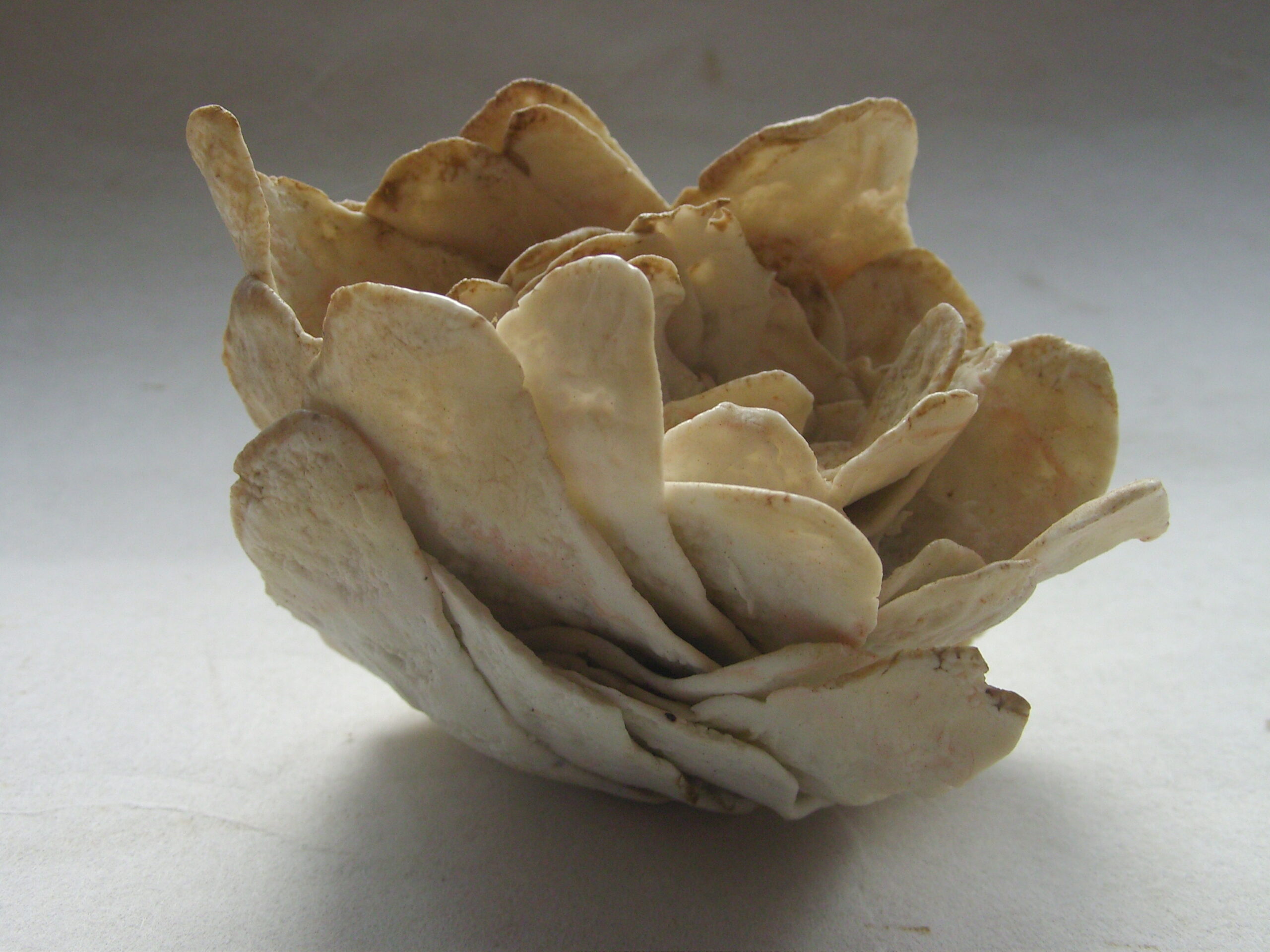 SNB11341 scaled | Manon Berthellot | Eclosion | Produit | 45,00 € | Sculpture céramique, pièce unique modelée en porcelaine, cuisson au bois Four Anagama, 1300° en 50h | Manon Berthellot | Terre et Terres | 9 janvier 2023