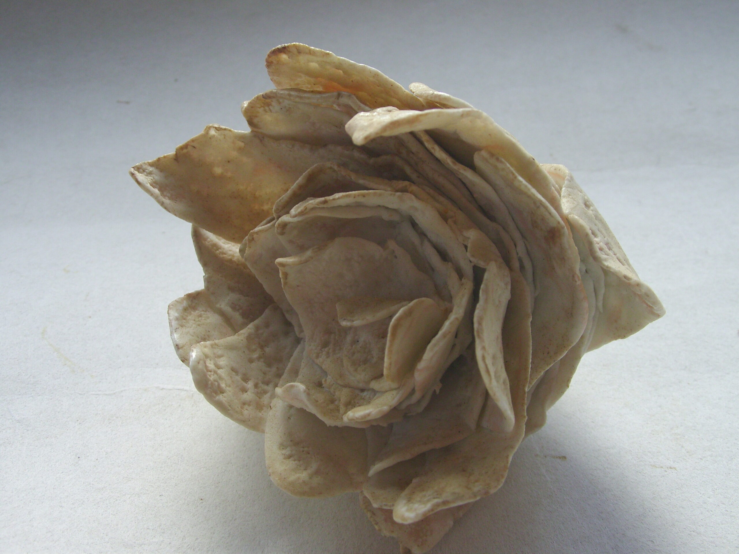 SNB11353 scaled | Manon Berthellot | Eclosion | Produit | 45,00 € | Sculpture céramique, pièce unique modelée en porcelaine, cuisson au bois Four Anagama, 1300° en 50h | Manon Berthellot | Terre et Terres | 9 janvier 2023