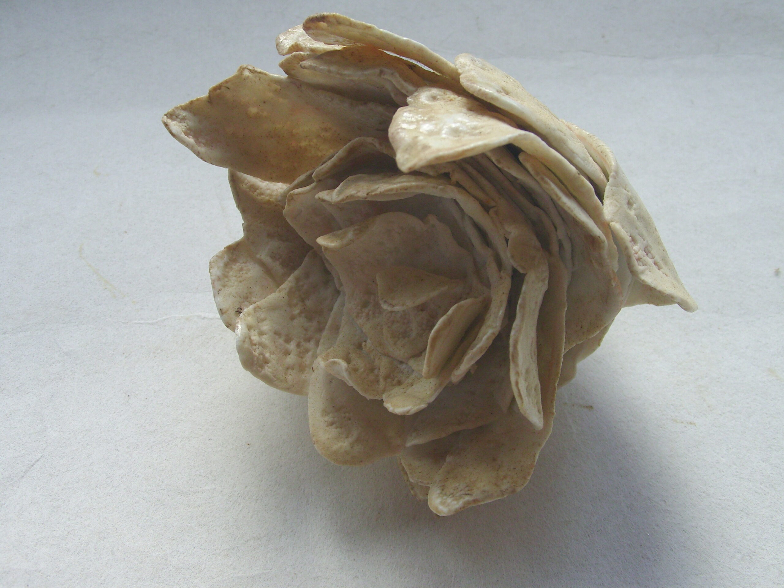 SNB11354 scaled | Manon Berthellot | Eclosion | Produit | 45,00 € | Sculpture céramique, pièce unique modelée en porcelaine, cuisson au bois Four Anagama, 1300° en 50h | Manon Berthellot | Terre et Terres | 9 janvier 2023