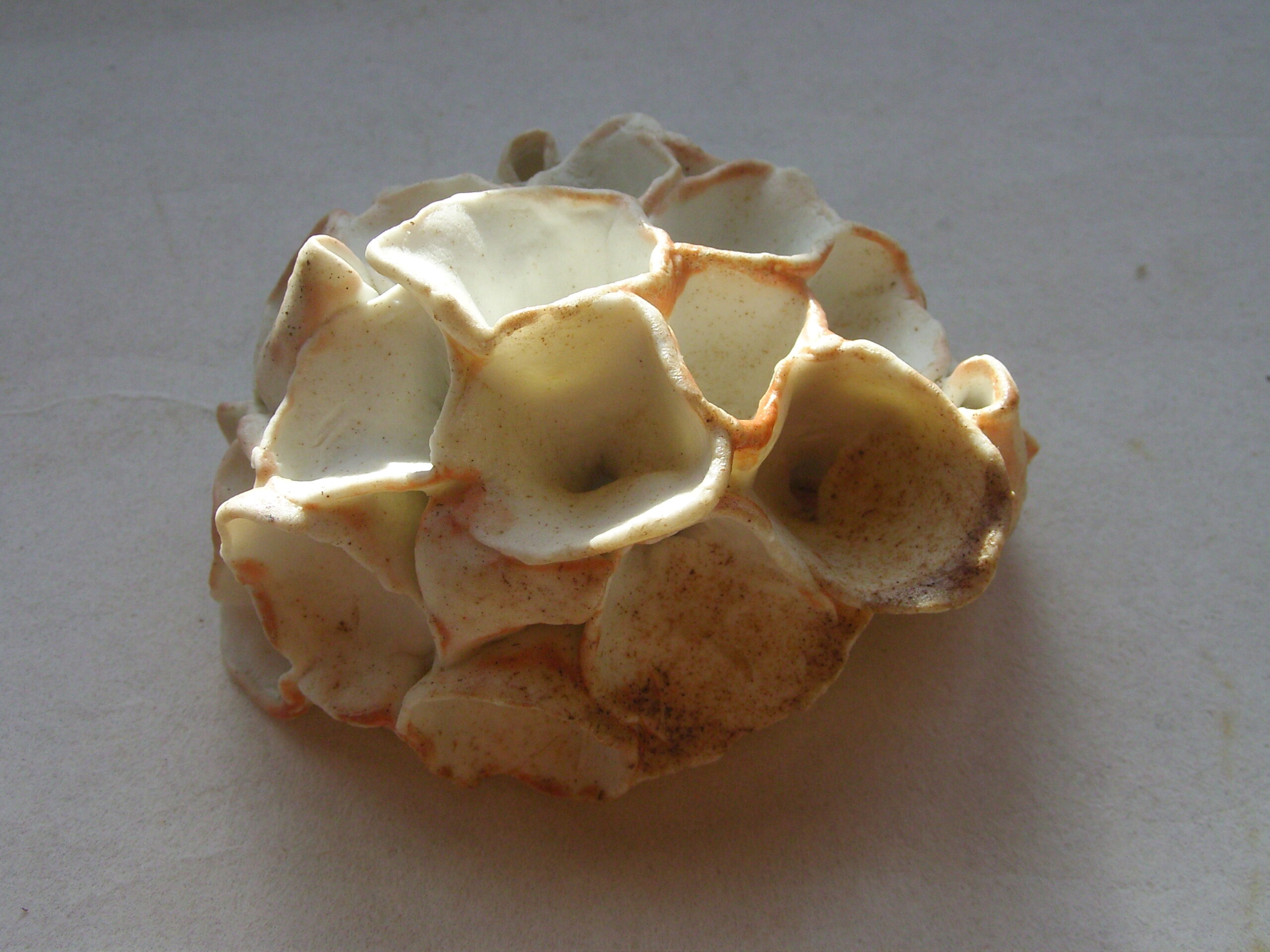 SNB11386 scaled | Manon Berthellot | Petite Corolle | Produit | 35,00 € | Pièce unique en porcelaine modelée, cuisson au bois, Four Chainette 1300° en 24h | Manon Berthellot | Terre et Terres | 9 janvier 2023