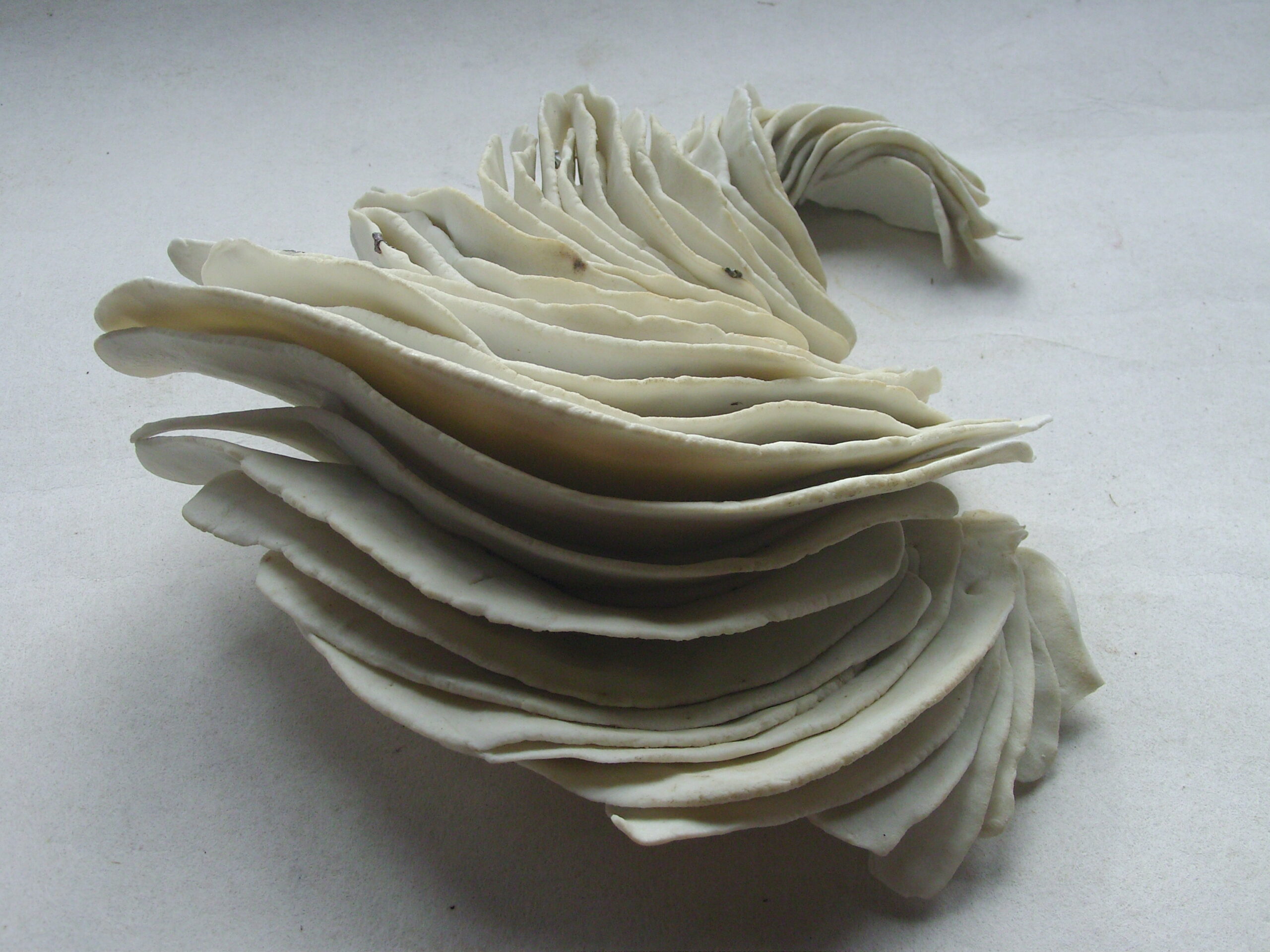 SNB11483 scaled | Manon Berthellot | Plumes | Produit | 90,00 € | 9350 | concrétion céramique modelée en porcelaine, cuisson au bois | Manon Berthellot | Terre et Terres | 9 janvier 2023