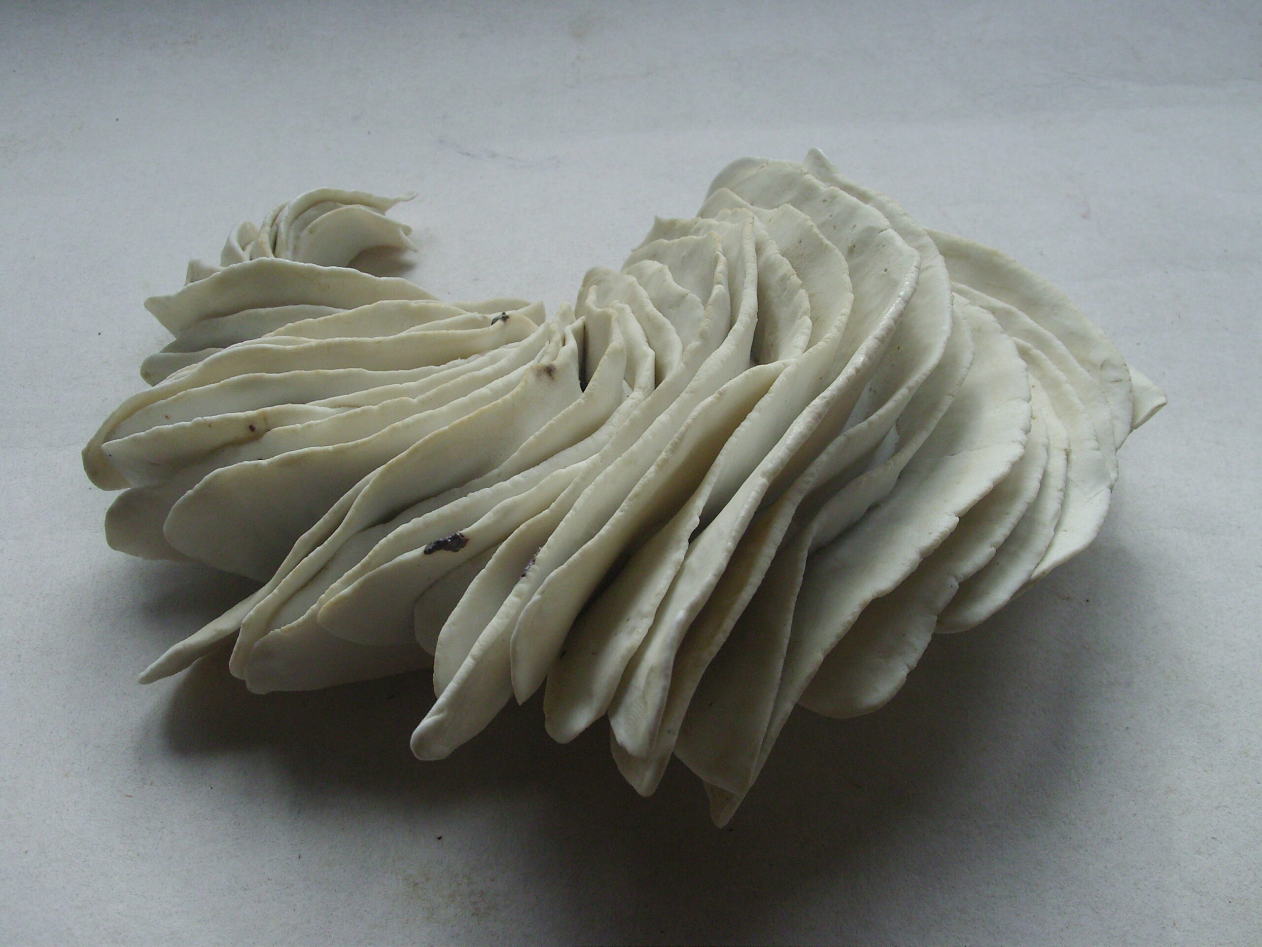 SNB11486 scaled | Manon Berthellot | Plumes | Produit | 90,00 € | 9350 | concrétion céramique modelée en porcelaine, cuisson au bois | Manon Berthellot | Terre et Terres | 9 janvier 2023
