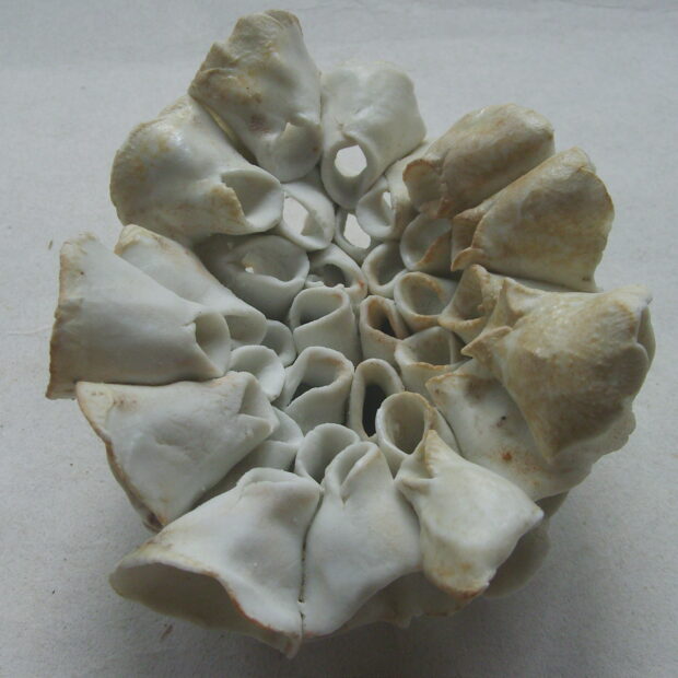 SNB11494 | Manon Berthellot | Corollea | Produit | 230,00 € | 7287 | Sculpture en grès roux et émail. Cheminement du regard, traversée, passage de l'air, de la lumière... diam: 20cm environ, épaisseur: 11cm. | Sylvie DELPHAUT | Terre et Terres | 20 janvier 2024
