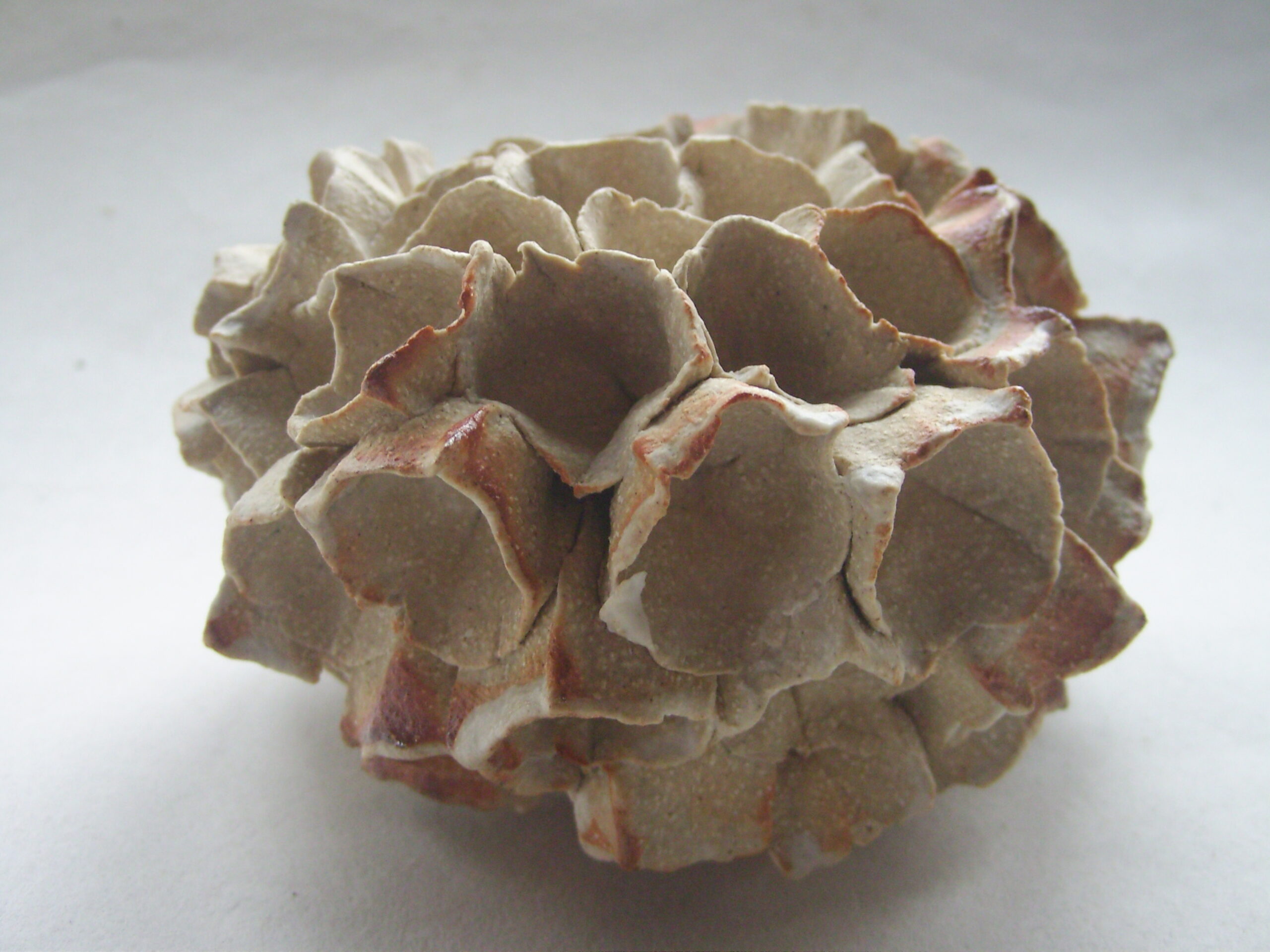 SNB11654 scaled | Manon Berthellot | Corolle échinidae | Produit | 100,00 € | Concrétion céramique modelée en grès beige, engobe de porcelaine et cuisson au bois 1300° en 50h, Four Anagama | Manon Berthellot | Terre et Terres | 16 janvier 2023