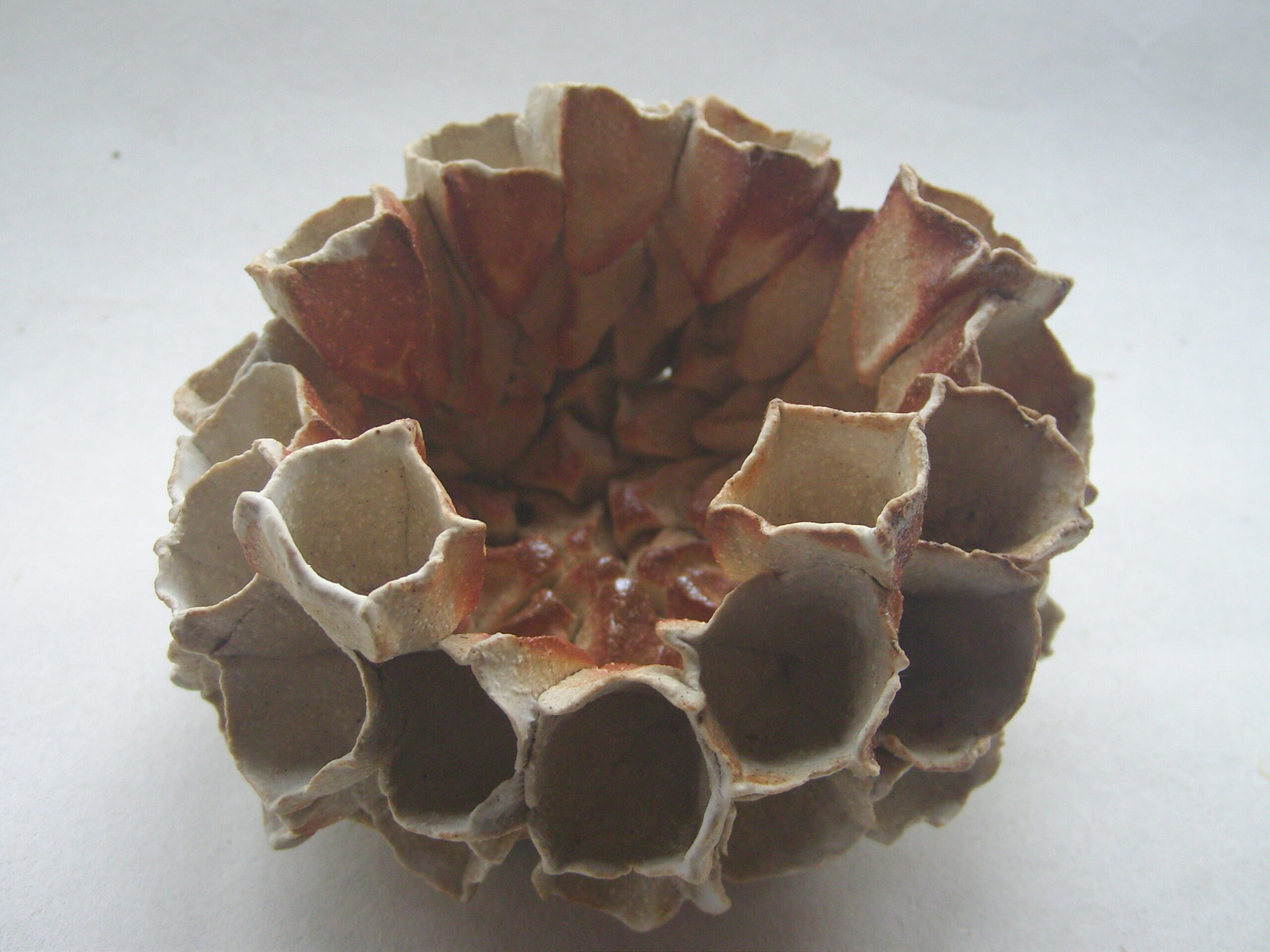 SNB11656 scaled | Manon Berthellot | Corolle échinidae | Produit | 100,00 € | Concrétion céramique modelée en grès beige, engobe de porcelaine et cuisson au bois 1300° en 50h, Four Anagama | Manon Berthellot | Terre et Terres | 16 janvier 2023