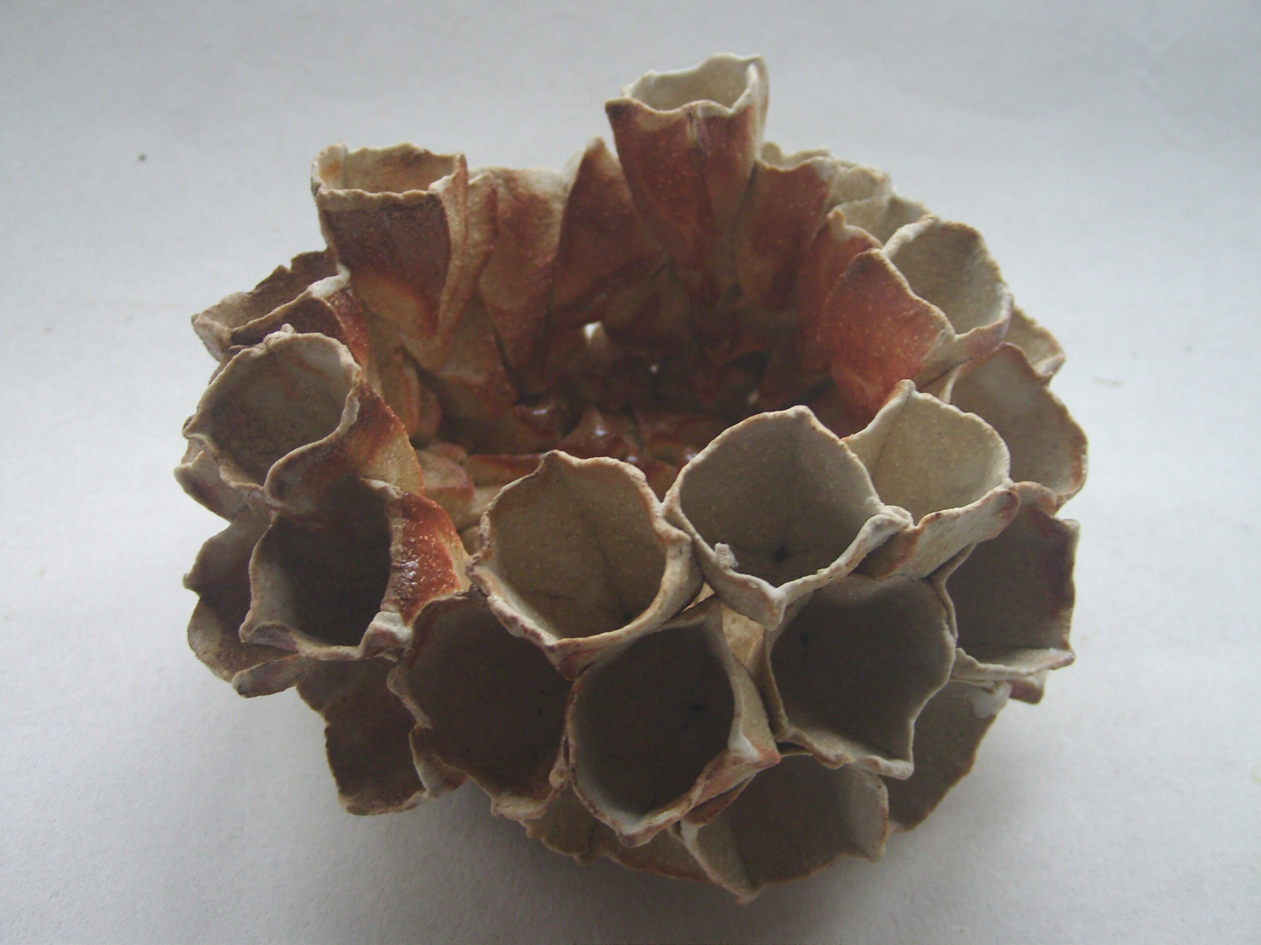Corolle Echinidae