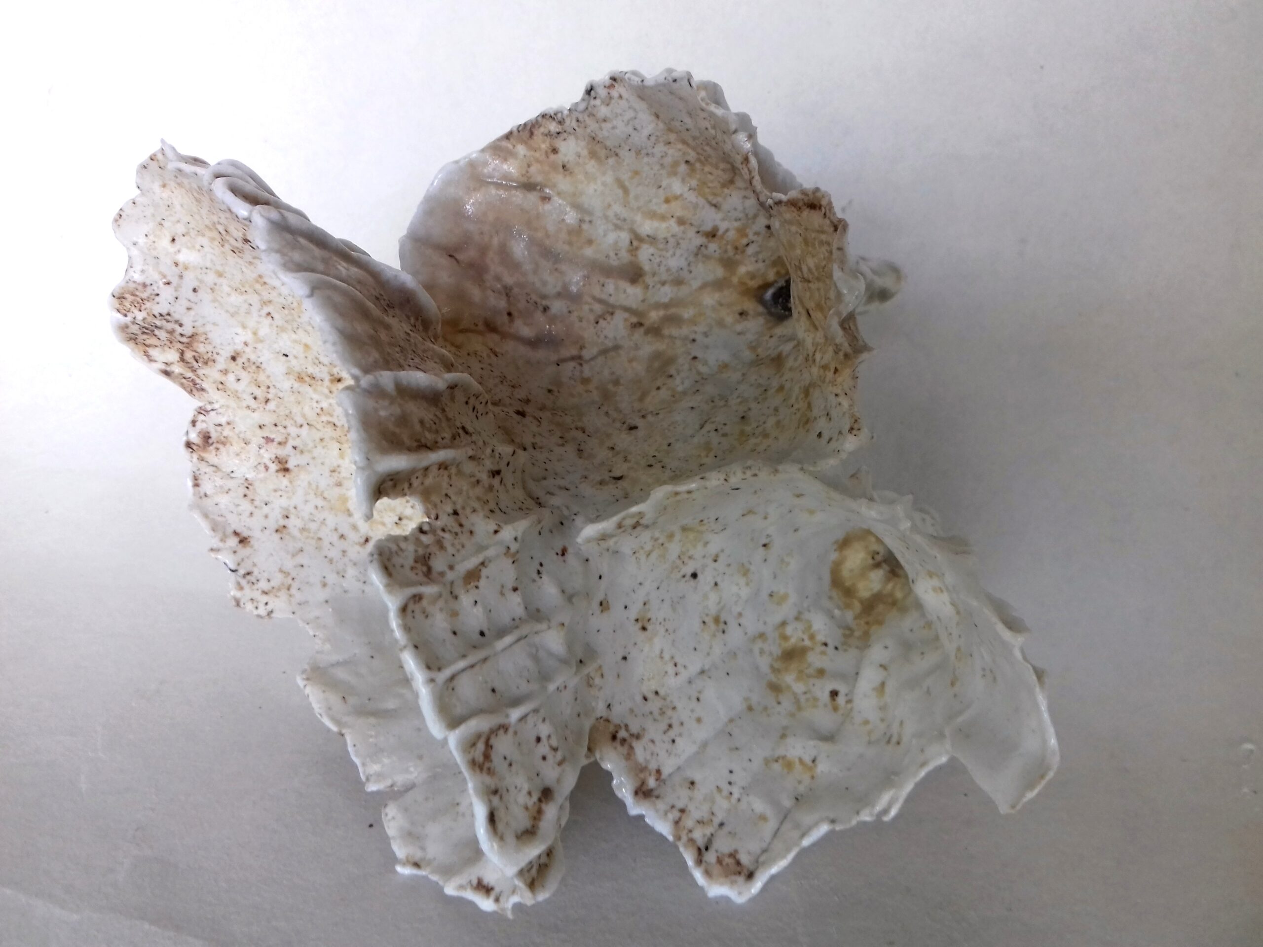 chanterelles.5