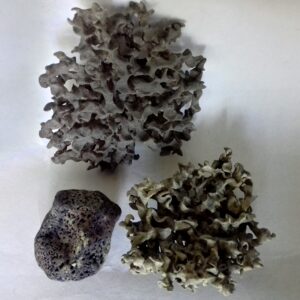 Deux lichens verts tortueux et petit caillou