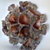 floralys dautomne.4 | Chris Gullon | Floralys d'automne | Produit | Terre et Terres | 19 juin 2026