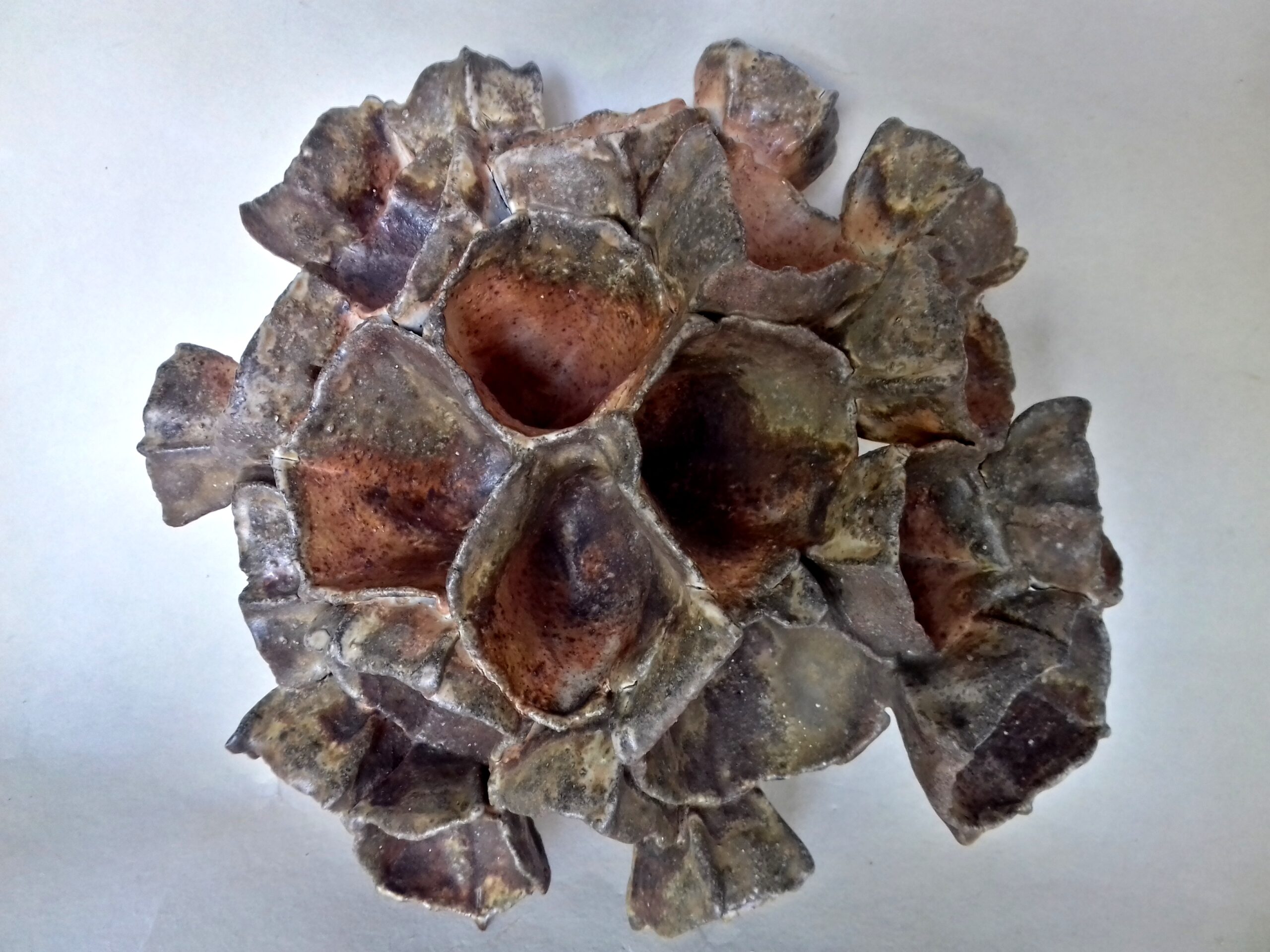 floralys d&rsquo;automne.5