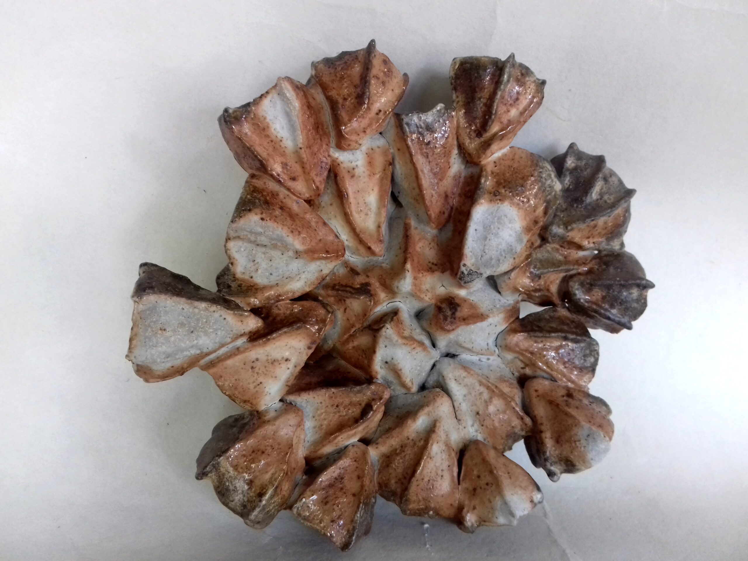 floralys d&rsquo;automne1